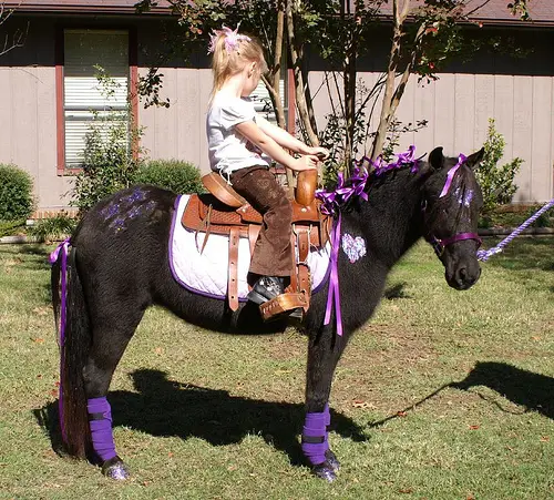 PurplePonyParty