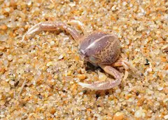 Mottled Purse Crab (Persephona mediterranea)