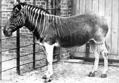 Quagga, 1883