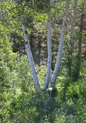 Aspen