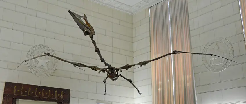 Quetzalcoatlus northropi (Texas Memorial Museum)