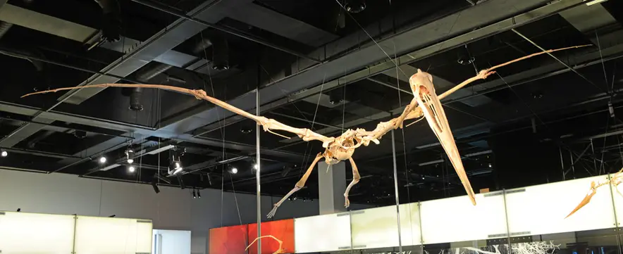Quezalcoatlus (Melbourne Museum, Australia)