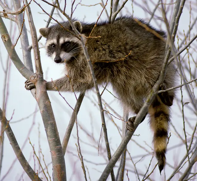 Raccoon climbing in tree - Cropped and color corrected