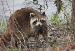 Raccoon, female after washing up