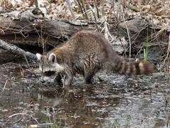 Raccoon