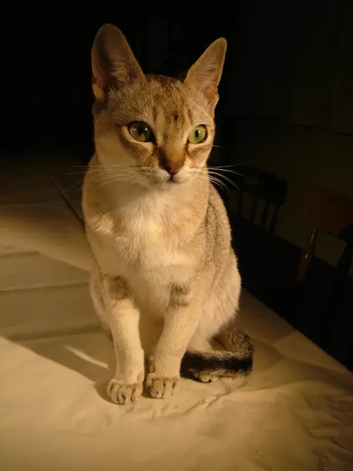 Raffles singapura cat