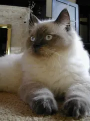 2-a Ragdoll cat, so name because it goes limp when picked up
