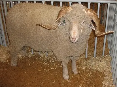 Rambouillet