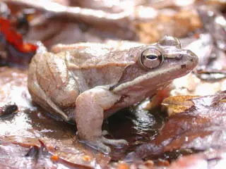 Lithobates sylvaticus