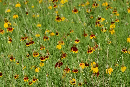 Mexican Hat (Ratibida columnifera) - Asteraceae family