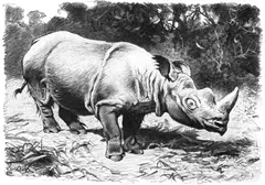 Sumatran Rhinoceros Sumatra, Borneo, and Malaysia