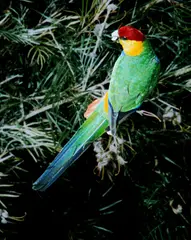 Red-capped Parrot Purpureicephalus spurius