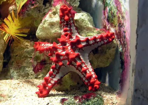 Protoreaster linckii (Red-knobbed Starfish)