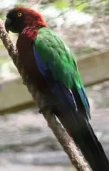 Red Shining-parrot Prosopeia tabuensis