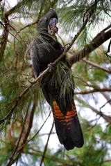 Red-tailed Black Cockatoo Calyptorhynchus banksii