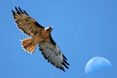 Red-tailed Hawk