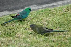 Red-rumped Parrot Psephotus haematonotus