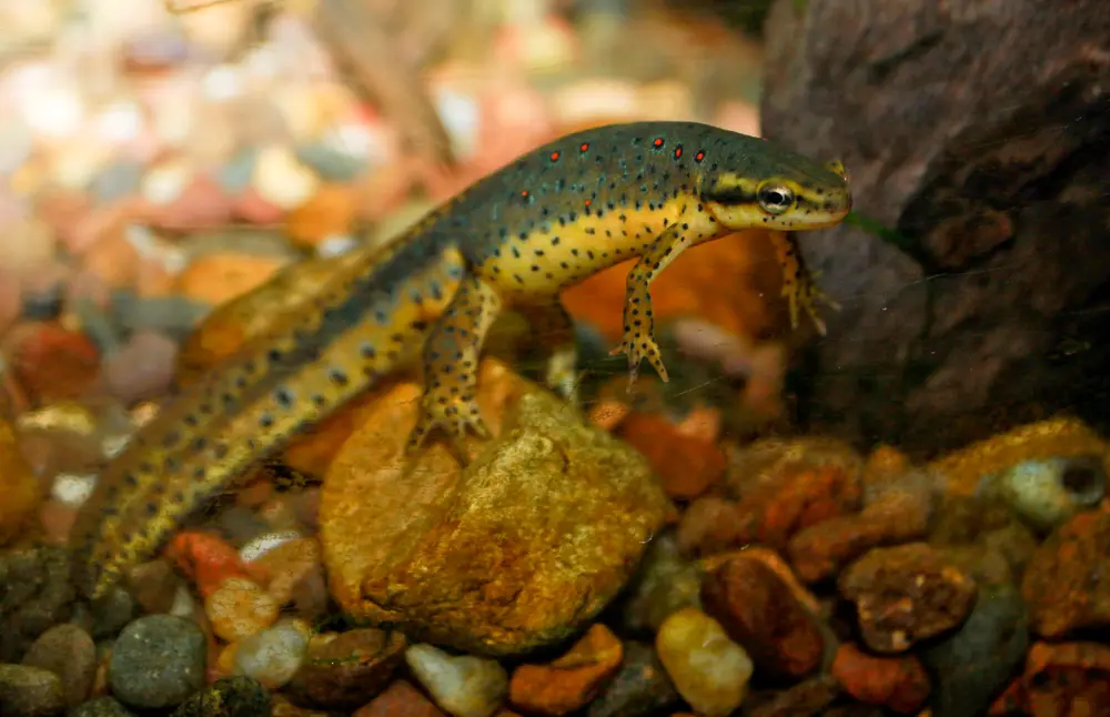 Notophthalmus viridescens