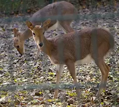 Mountain Reedbuck