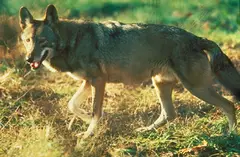 Red Wolf North America