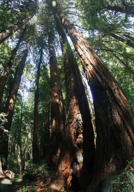 Redwood trees in Muir Woods National Monument, just outside San Francisco, California