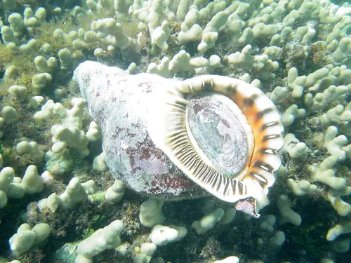 Giant Triton