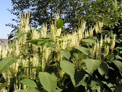 Japanese knotweed