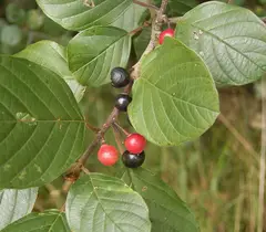 Buckthorn