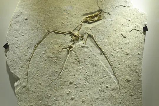 Rhamphorhynchus (Houston Museum of Natural Science)