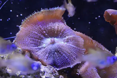 Rhodactis sp 2507 W
