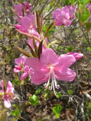 Rhododendron