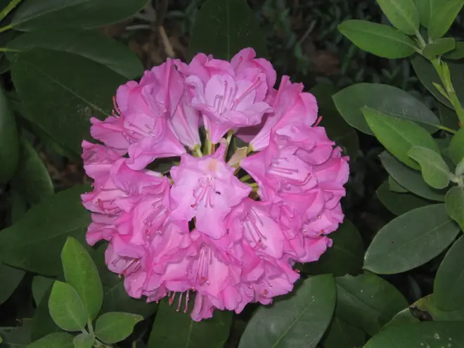 Rhododendron-blossom