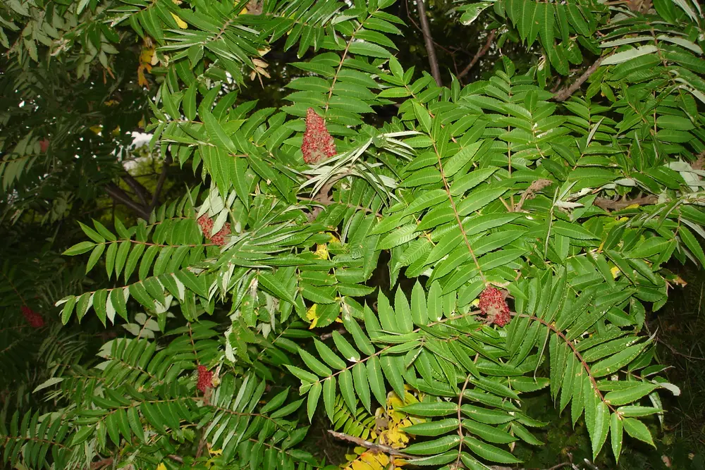Rhus typhina
