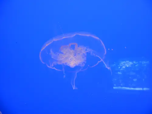 Aurelia aurita (Crystal Jellyfish )