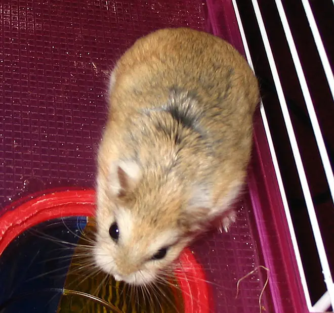 Roborovski hamster