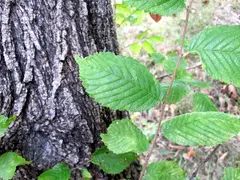 Rock Elm, Leaves and Bark