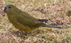 Rock Parrot Neophema petrophila