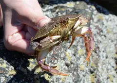 Rock Crab (Cancer irroratus)