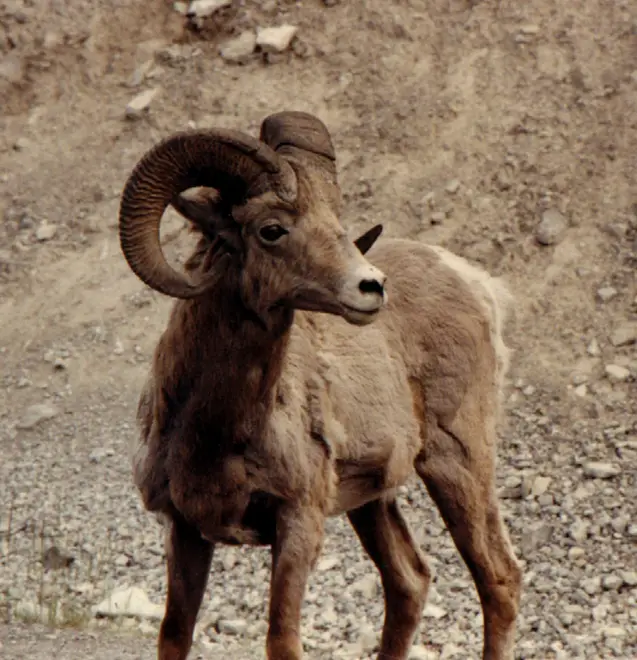 Rocky Mountain Bighorn Sheep (2595608165)