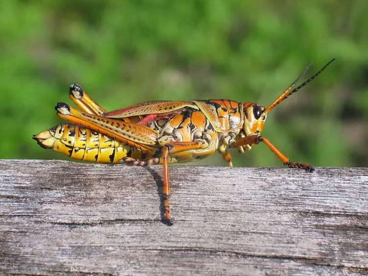 Romalea guttata