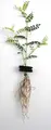 Root Rot