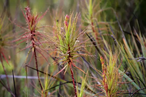 Roridula gorgonias (Gorgon's dewstick, fly bush or fly catcher bush) Traps and kills prey. Then "assassin" bug eats prey. The waste from the bug is then utilized by the host plant (mutualistic symbiosis).