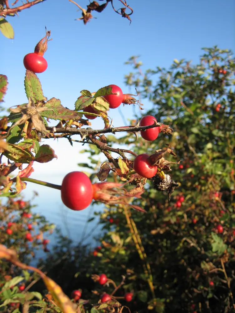 Rose hip