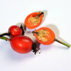 Rose hips