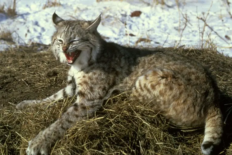 Lynx and Bobcats