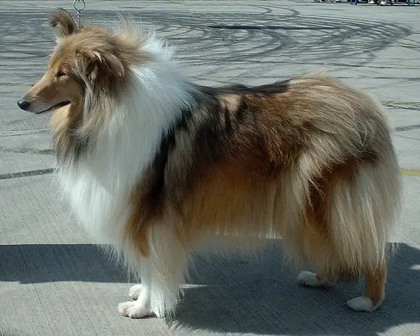 Rough Collie 600