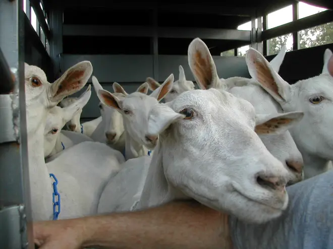 Saanen goats in trailer 2003