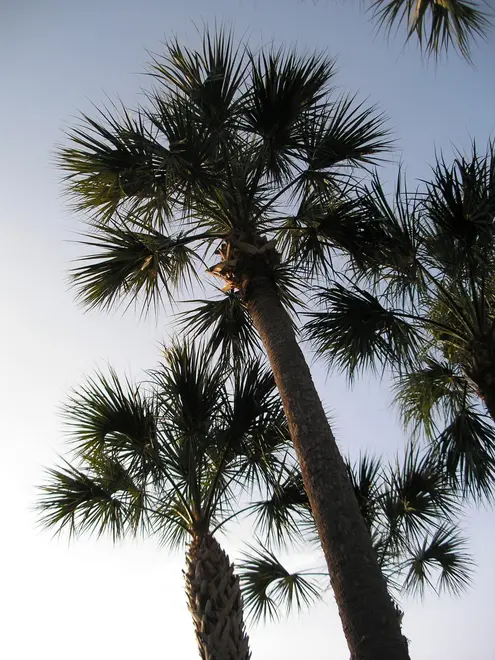 SabalPalm
