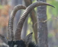 Sable Antelope: Have ringed horns which arch backward, in females these can reach a meter, but in males they can reach over one and a half meters.