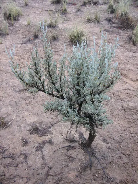 Sagebrushsjc